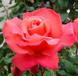 Rosa Christophe Colomb